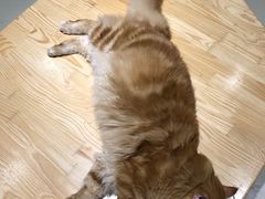 -藏猫猫咖啡主题馆(中央大道店)