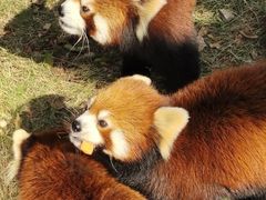 -灵玲国际马戏城