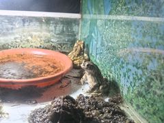 -上海大自然野生昆虫馆(东方明珠·爬宠昆虫探索中心)