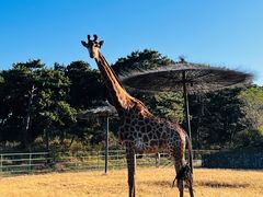 -沈阳森林动物园