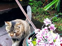 -西双版纳总佛寺