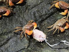 -正佳雨林生态植物园