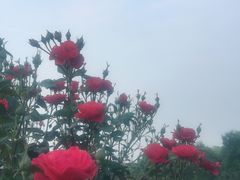 -东湖落雁景区