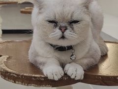 -共舞时光猫咖·狗咖(新街口店)