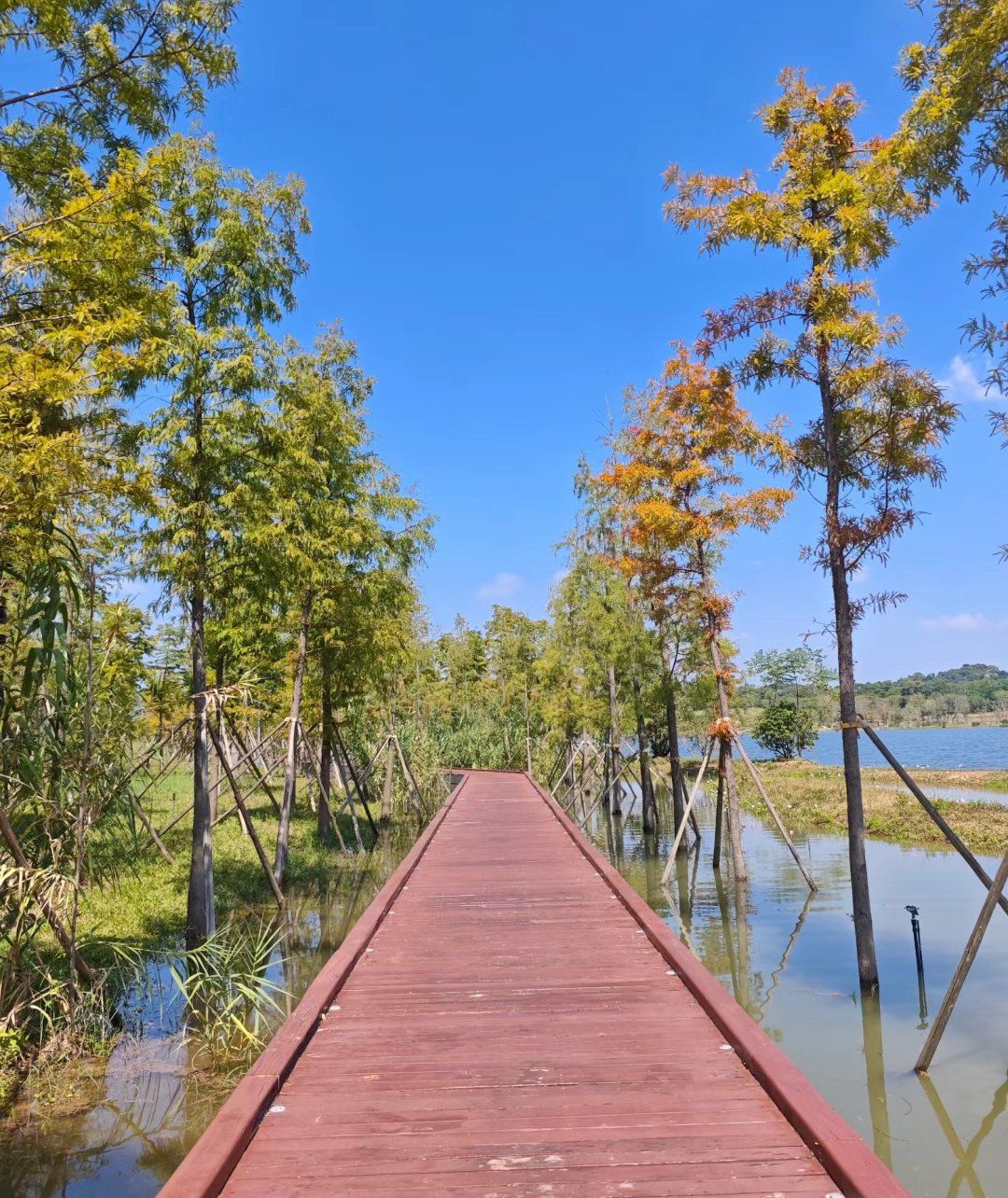 福清藏不住了！