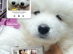 -翊宠yipet猫狗购宠庄园犬舍•猫舍