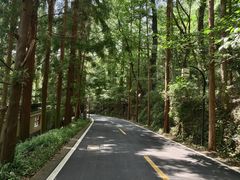 -天目山大树王景区