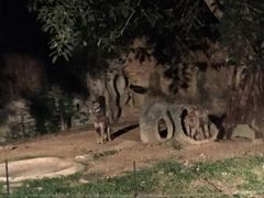 -清迈夜间动物园