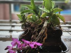 -沙河粉村·国家非遗传承(云台店)