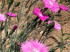 -宝瑞门钉肉饼店