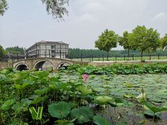 -洪湖生态旅游区