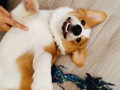 -浣熊柯尔鸭土拨鼠·电玩咖