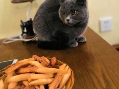 -猫色咖啡·猫咖