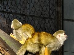 -昆明动物园