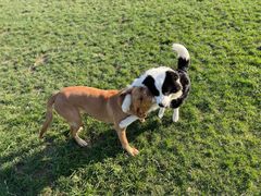 -趣玩宠物乐园寄养训犬训狗游泳池