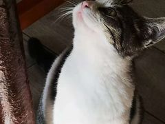 -海边的猫和咖啡馆