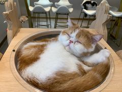 -飞行喵MR PILOT|猫舍·猫咖(静安大融城店)