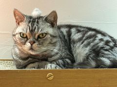 -有猫主题·治愈系猫咖(曾厝垵店)