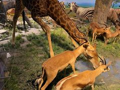 -国家自然博物馆