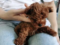 -安安宠医·安宠宠物医院