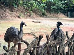 -深圳野生动物园