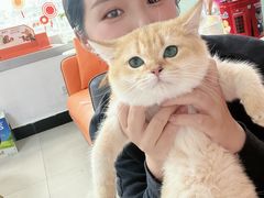 -lincat·猫舍(广州店)