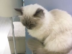 -喵的天空名猫咖啡馆·撸猫·猫舍·用品