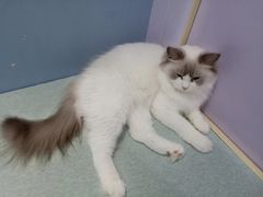 -喵的天空名猫咖啡馆·撸猫·猫舍·用品