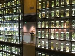 -广东中医药博物馆