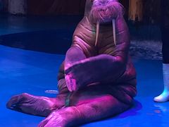 -烟台海昌鲸鲨海洋公园