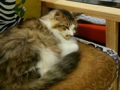 -万小咖.猫咖(中山路天虹店)