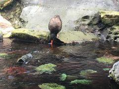 -西雅图水族馆