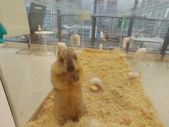 -怪兽屋·羊驼·猫咖·狗咖(俊华广场店)