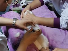 -宠爱国际动物医院·消化内科·心肾内科·ISFM猫友好(望京店)