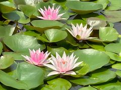 -国家植物园南园