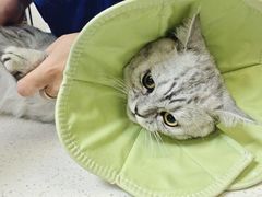 -联合动物医院(光谷诊疗中心)