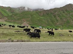 -扁都口生态休闲旅游区