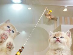 -青奢宠物·青奢猫舍