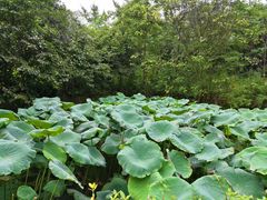 -都江堰玫瑰花溪谷