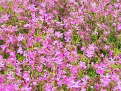 -春花秋色城市公园