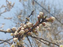 -桃花堤公园
