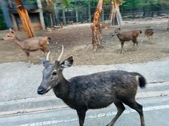 -清迈夜间动物园