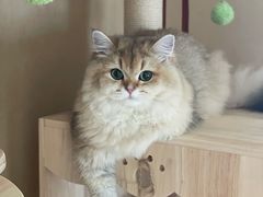 -momokira米努特·德文卷毛猫·棉花面纱犬