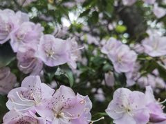 -萍乡武功山风景名胜区