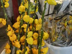 -循礼门鲜花花市(武汉循礼门店)