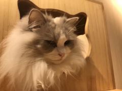 -有猫咖啡umeow coffee