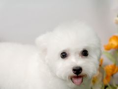 -翊宠yipet猫狗购宠庄园犬舍•猫舍