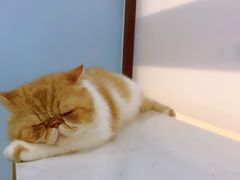 -糯米喵星人·撸猫猫舍咖啡馆(西市场嘉华店)