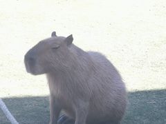 -鹿境梅花鹿生态园区