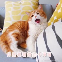 点击看大图 -周大福CHOW TAI FOOK(南京东路永安百货店)